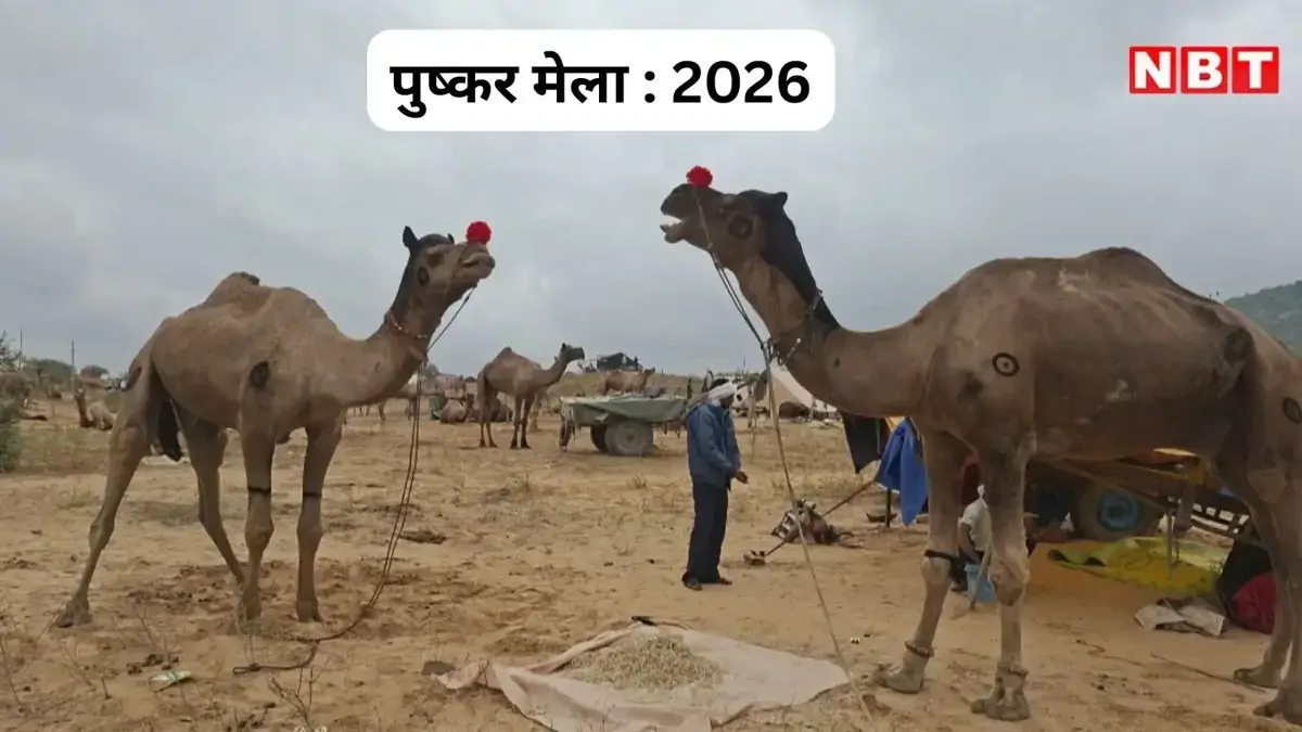 Pushkar Fair 2026: गोरे साहब बांधेंगे साफा, नवाब दिखाएंगे मूंछें, पुष्कर मेले में इस बार क्या होने वाला है खास?