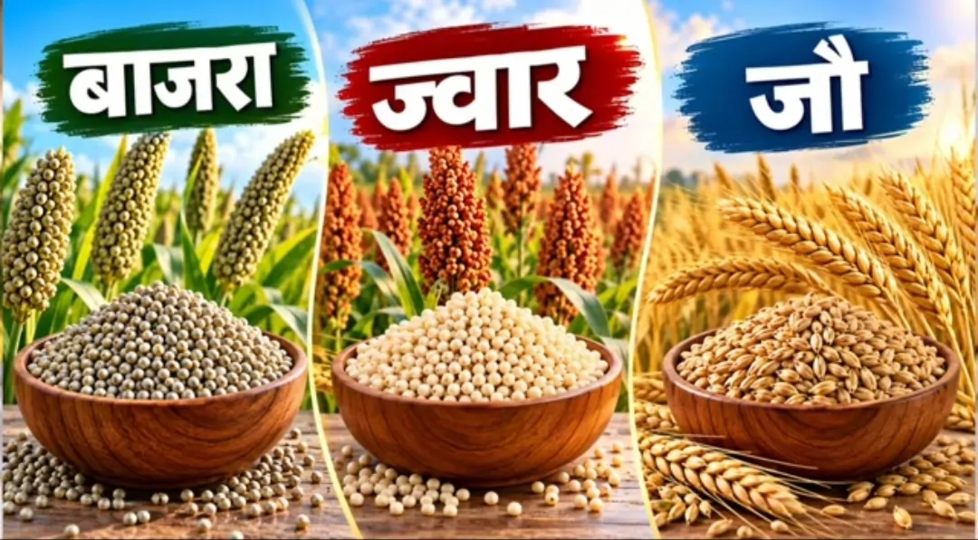 हड्डियां होंगी मजबूत और शुगर रहेगा कंट्रोल, जानें मिलेट्स के फायदे और इस्तेमाल का तरीका