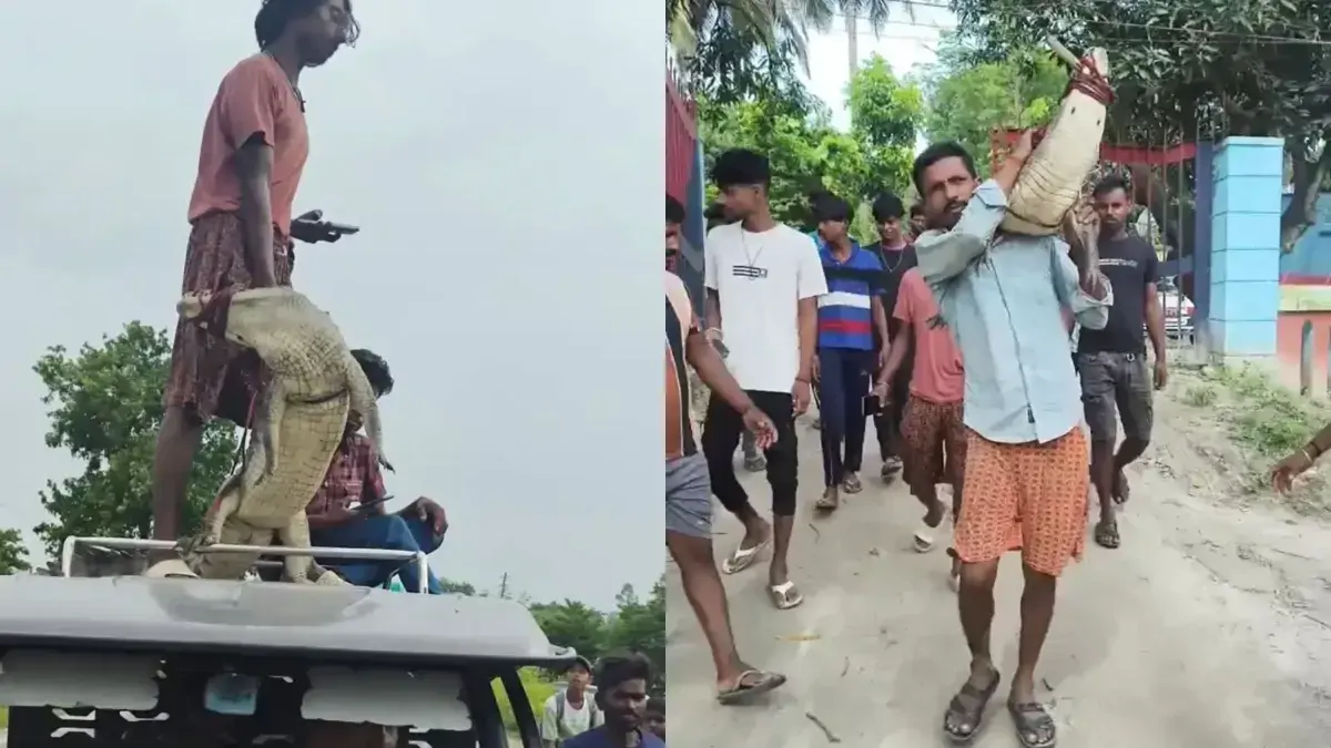 बिहार में मगरमच्‍छ को डॉगी बना द‍िया! धान के खेत में म‍िला तो कंधे पर लादकर थाने ले गया, देखिए वीडियो
