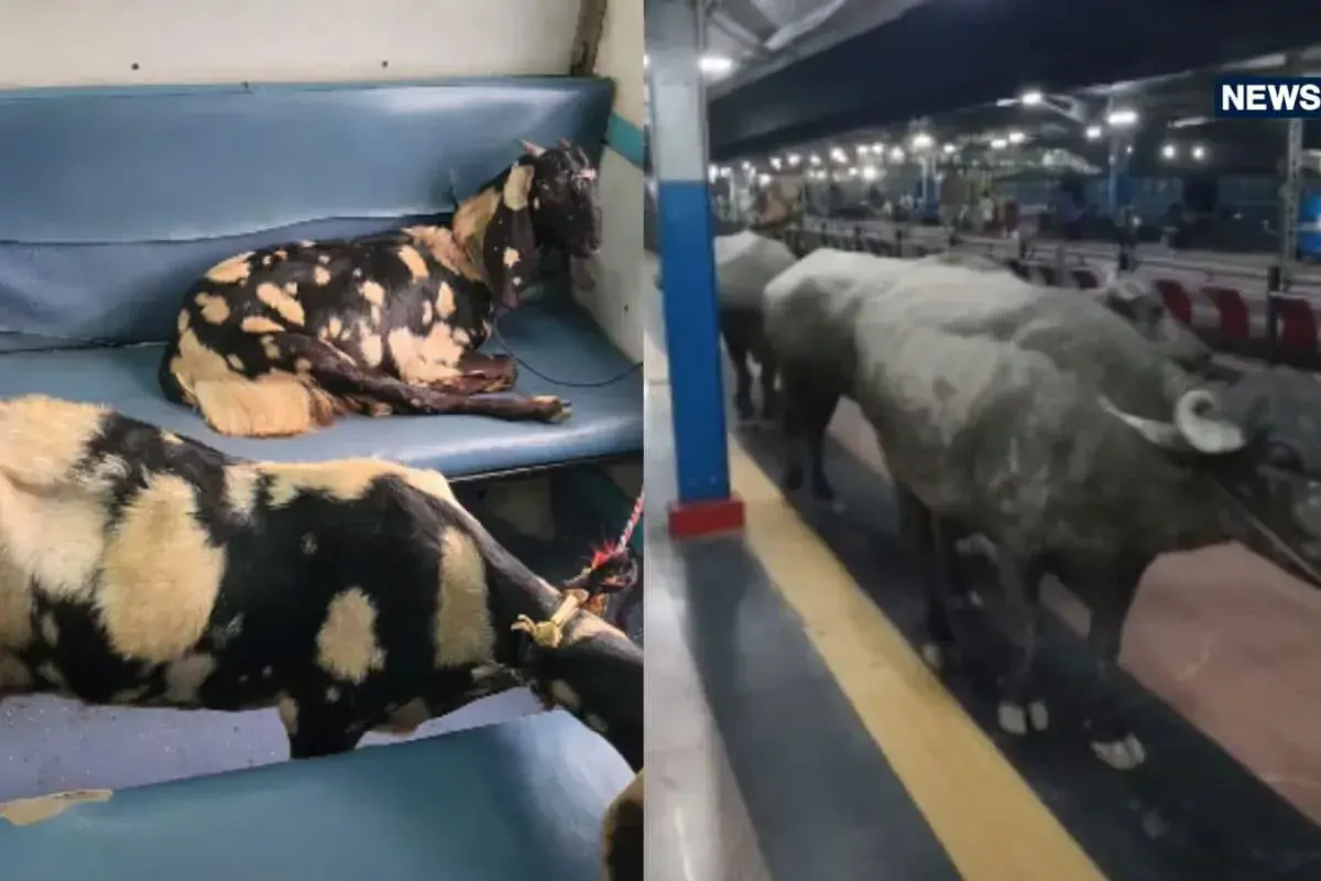 एक तरफ प्लेटफॉर्म पर भैंस की कैटवॉक... तो जनरल कोच पर बकरियों का कब्जा, VIDEO देख लोग पकड़ बैठे माथा