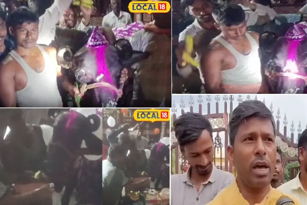 Ajab Gajab : धूमधाम से मनाया भैंस का जन्मदिन, केक-केला की दावत, वीडियो वायरल